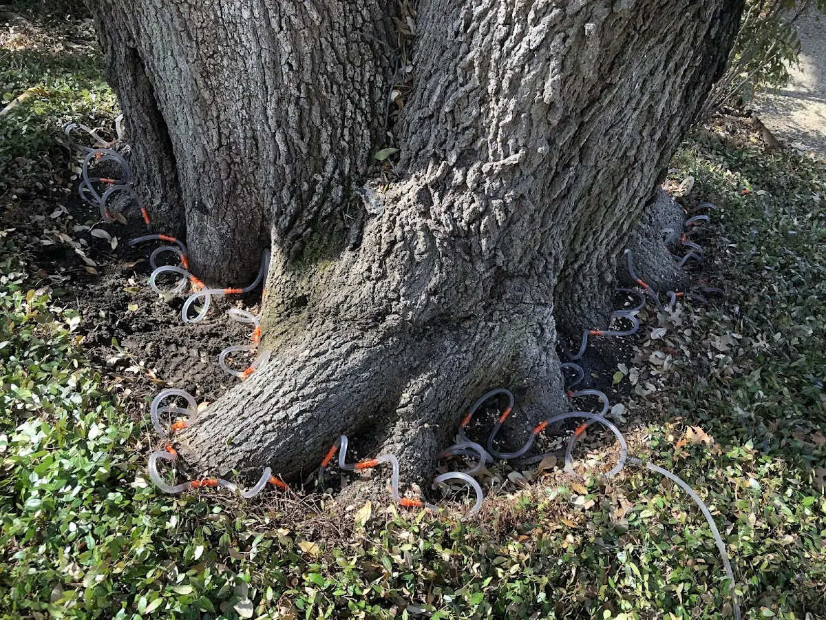 Detailed Tree Cabling and Bracing job site in Brashear
