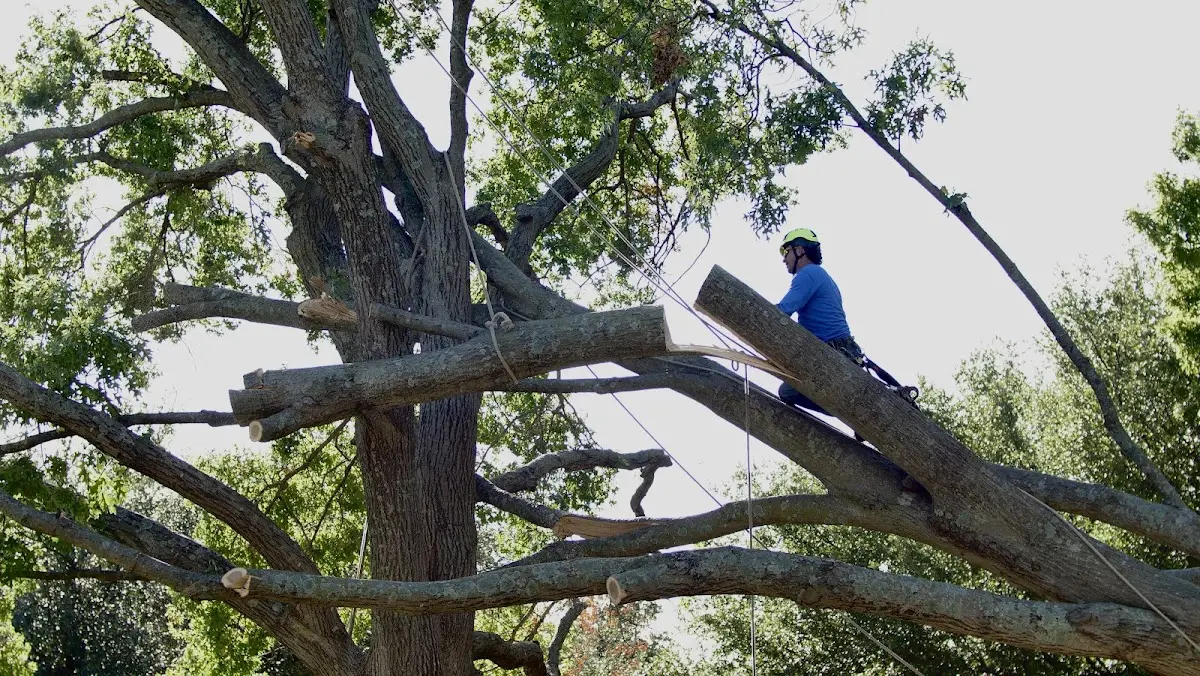 Professional Crown Thinning performed by certified arborists in Brashear