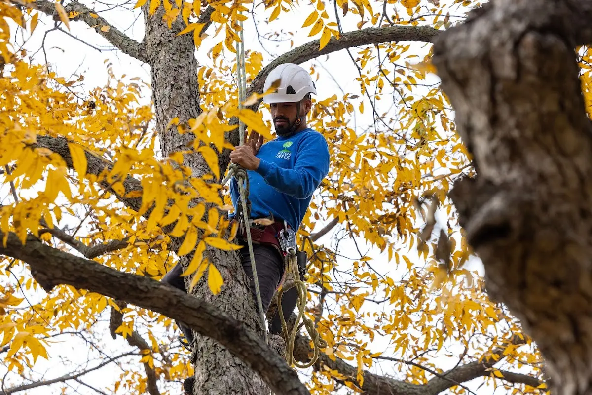 Skilled Tree Transplanting crew working in Brashear